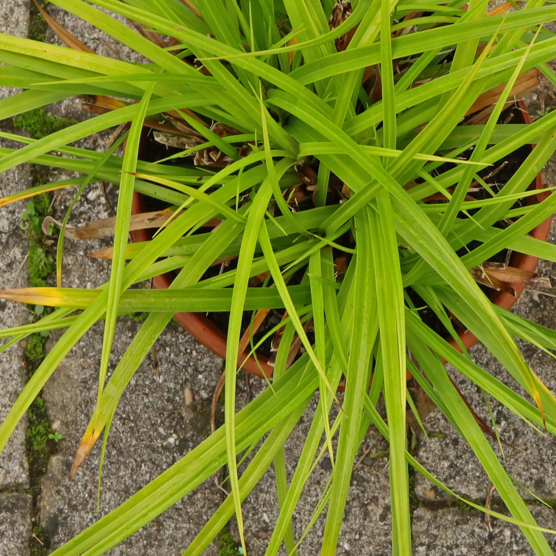 Carex morrowii Japan Segge