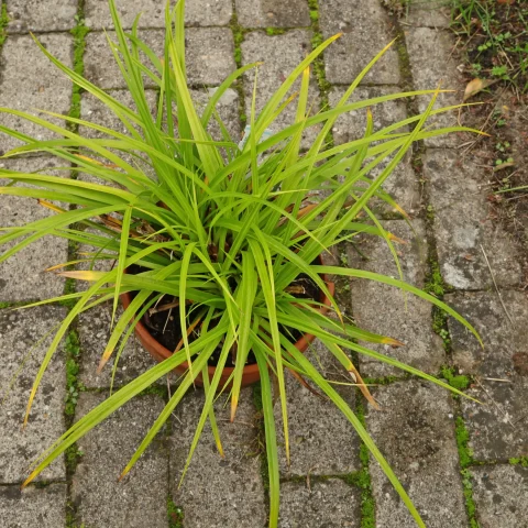 Japan Segge Carex morrowii