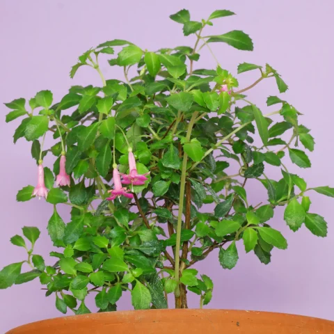 Fuchsia microphylla ssp. hemsleyana