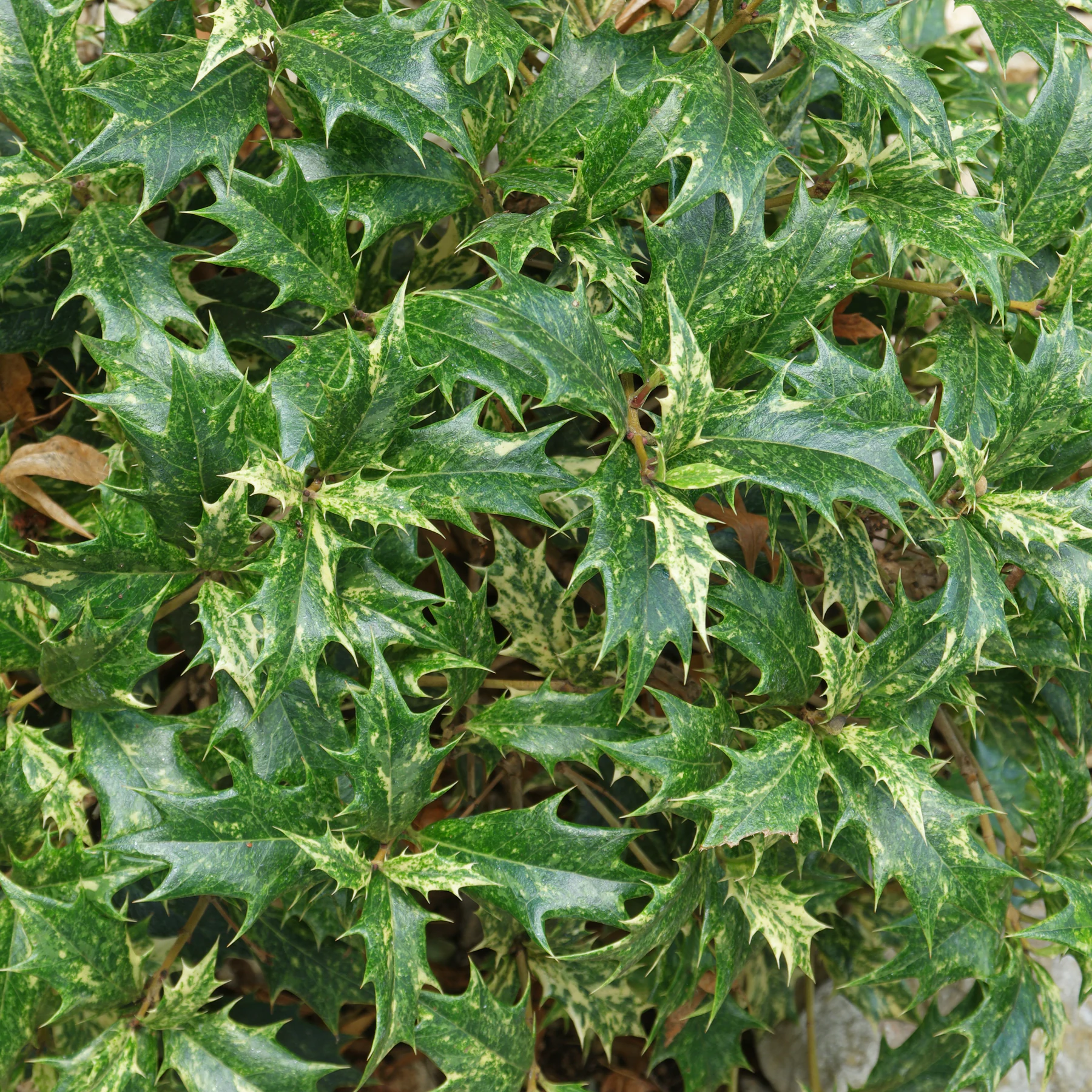 Osmanthus heterophyllus Duftblüte