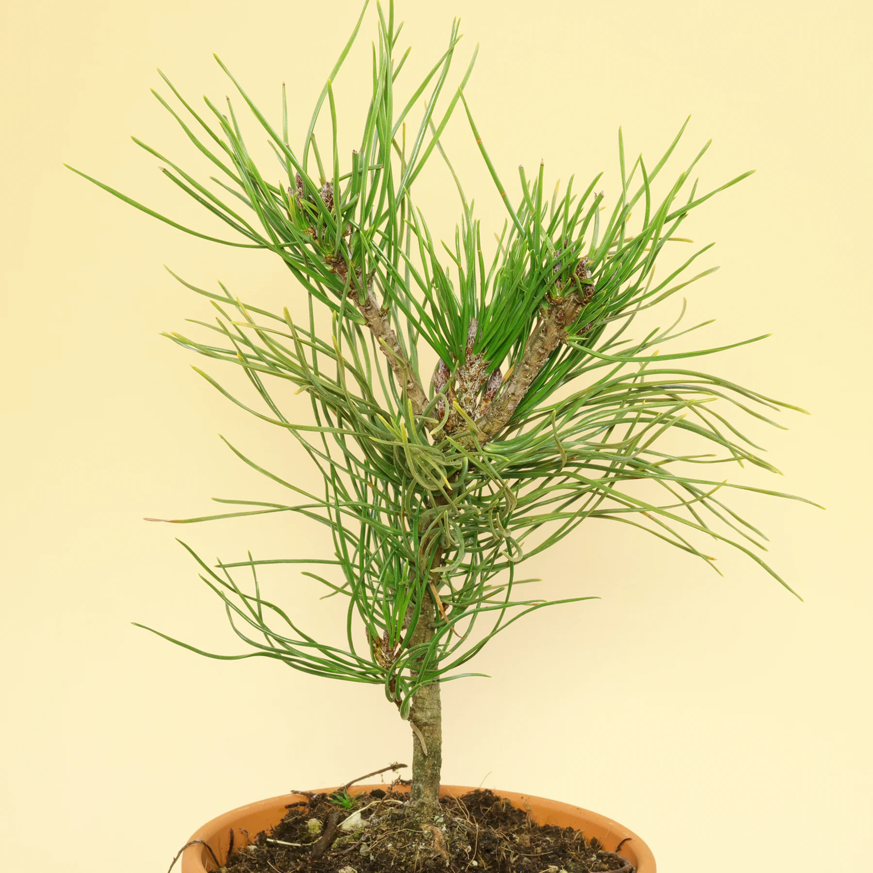 Pinus uncinata Spirke