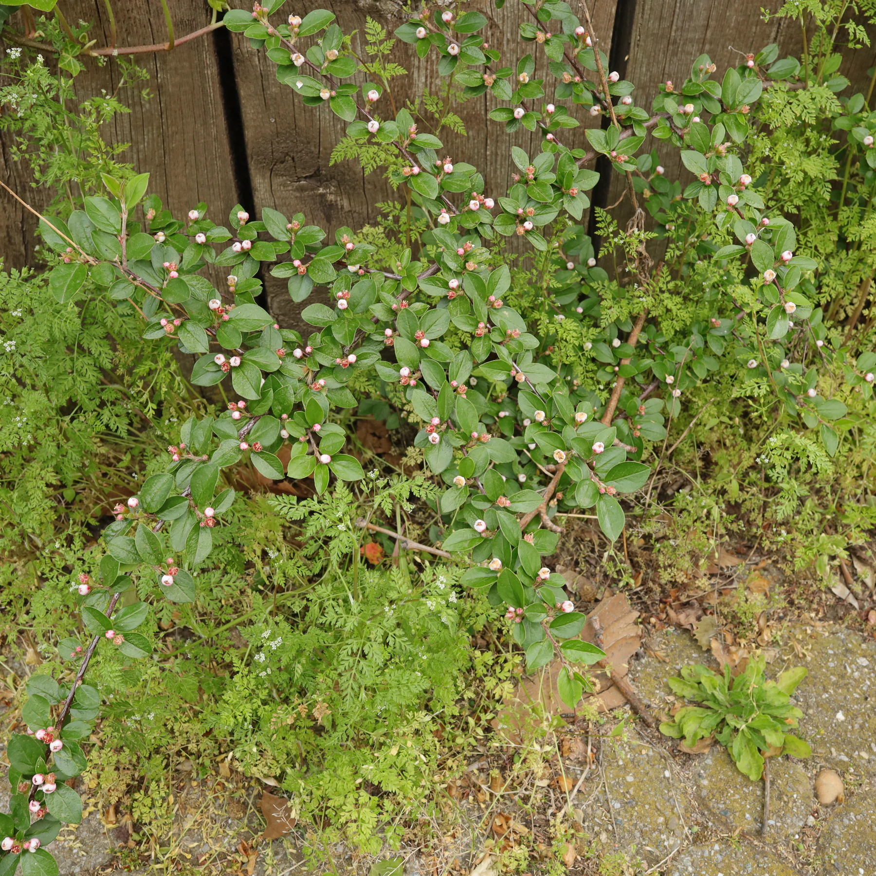 Cotoneaster adpressus im Garten