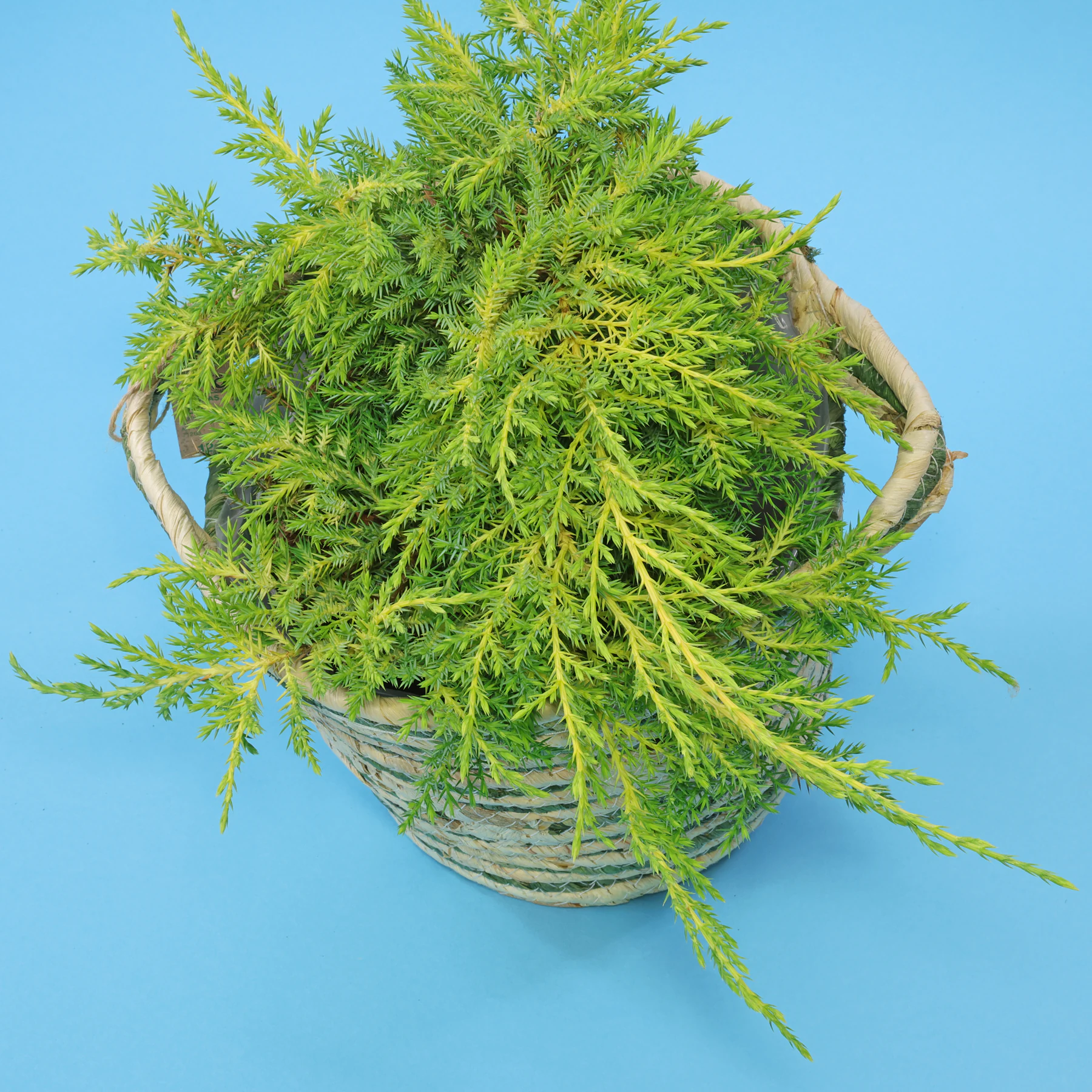 rosmarin als zimmerpflanze Chic Antique knstlicher ROSMARIN 30 cm  HOF&HEIM Conceptstore